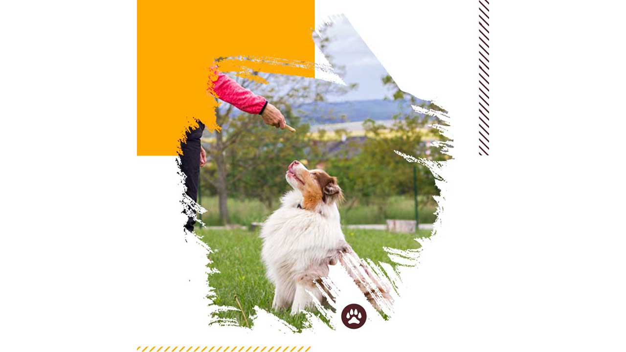 آموزش-نشستن-به-سگ-4