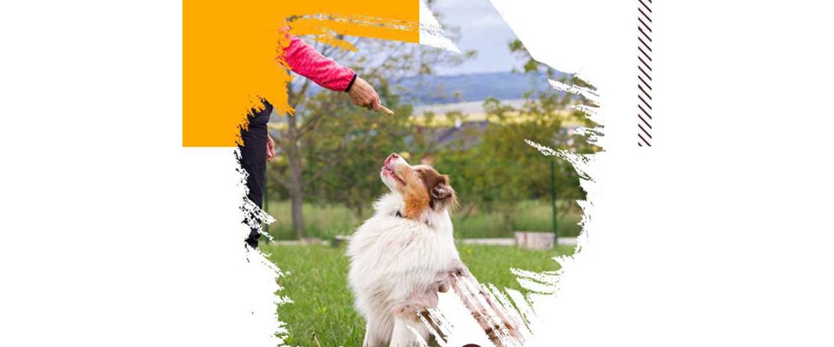 آموزش-نشستن-به-سگ-4