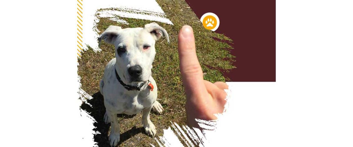 آموزش-نه-گفتن-به-سگ-4