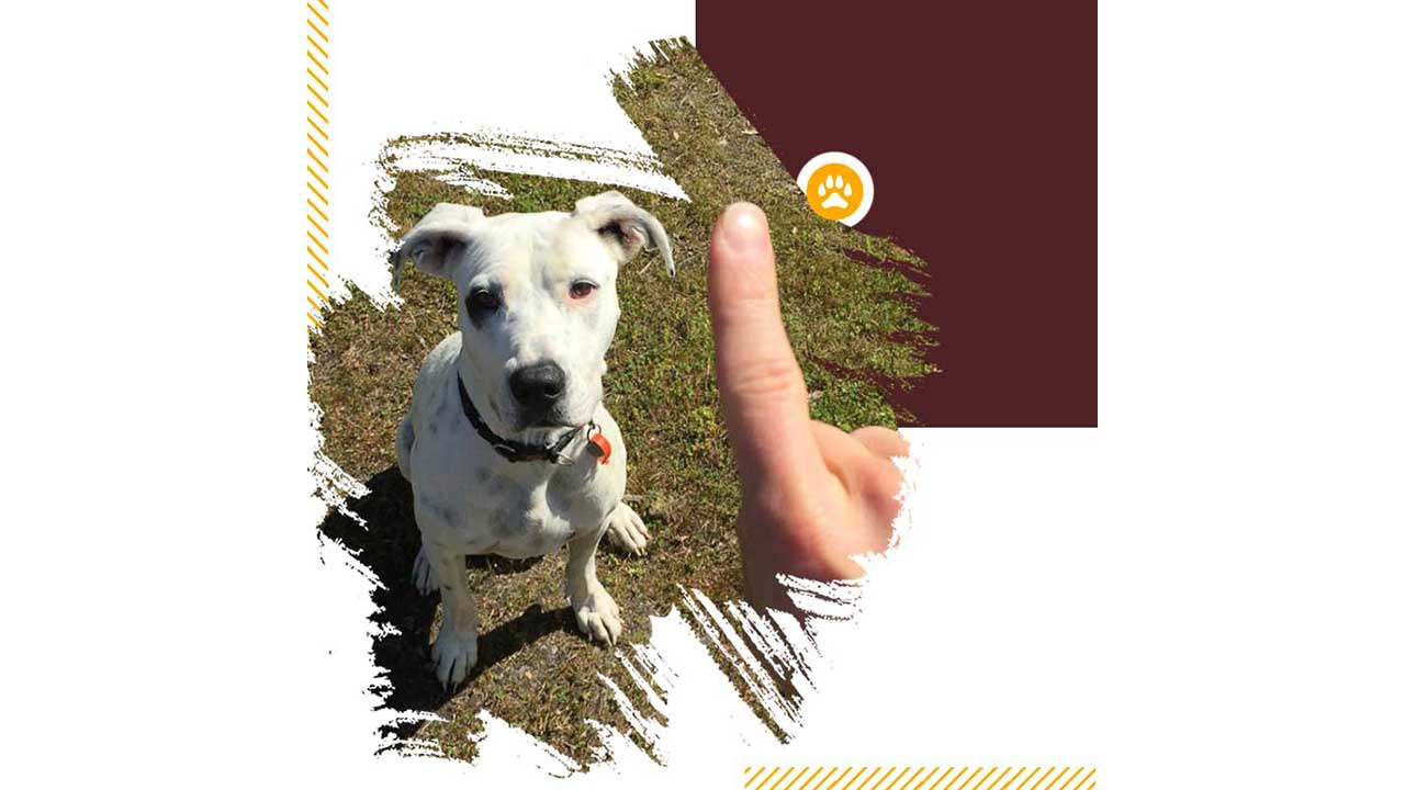 آموزش روش نه گفتن به سگ 1 آموزش-نه-گفتن-به-سگ-4