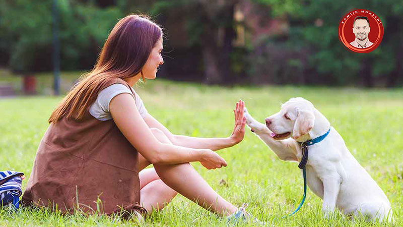 اصول تربیت سگ ها