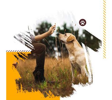 تربیت-سگ-یک-بار-برای-همیشه!