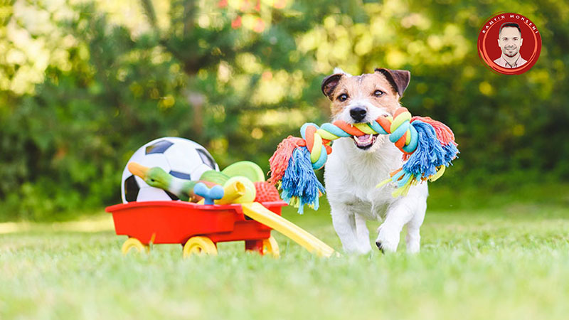 نکات بازی کردن با سگ