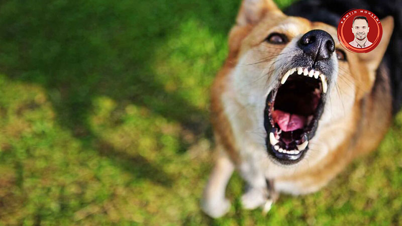 پارس کردن سگ