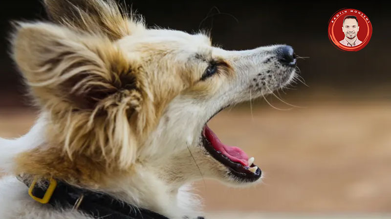 جلوگیری از پارس کردن سگ