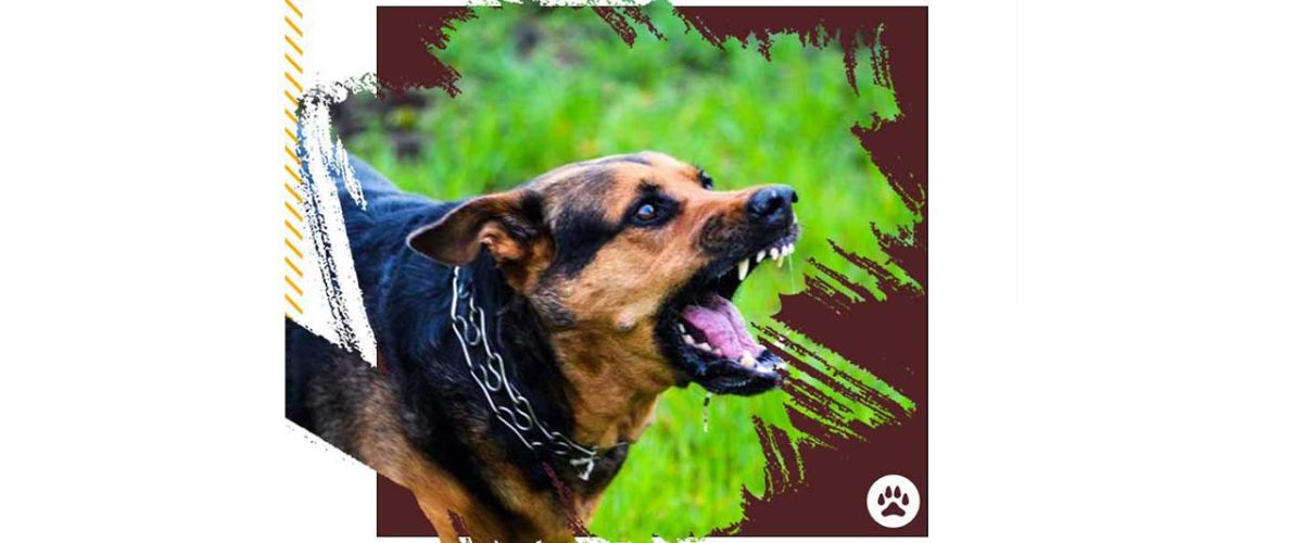 چگونه-از-پارس-كردن-سگ-جلوگيري-كنيم؟