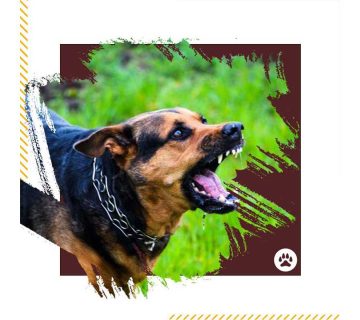 چگونه-از-پارس-كردن-سگ-جلوگيري-كنيم؟