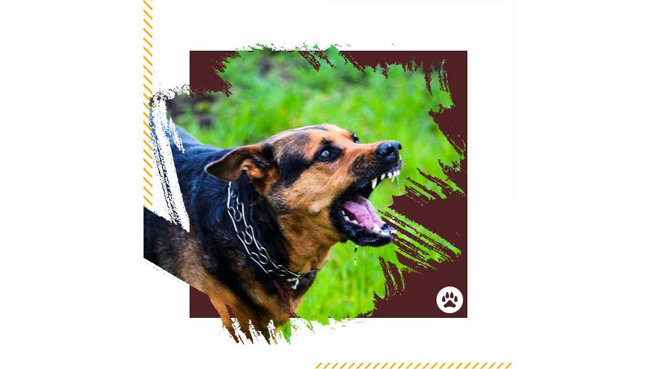 چگونه-از-پارس-كردن-سگ-جلوگيري-كنيم؟