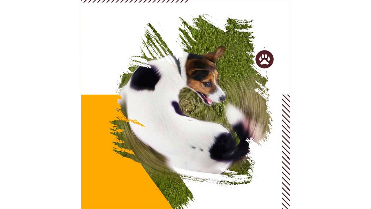 ۱۴ حرکت عجیب سگ و معانی آن‌ها