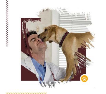 ۷-نکته-مهم-و-طلایی-در-نگهداری-از-سگ-1