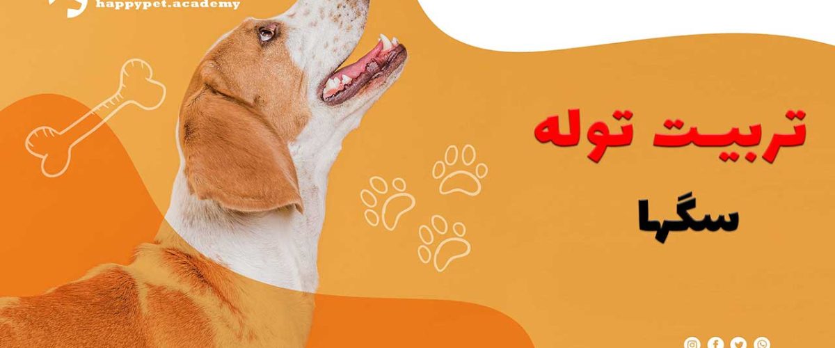 راهنمای-جامع-برای-موفقیت-در-تربیت-توله-سگ-ها