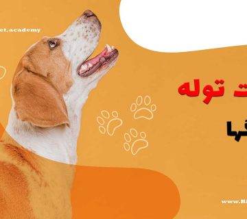 راهنمای-جامع-برای-موفقیت-در-تربیت-توله-سگ-ها