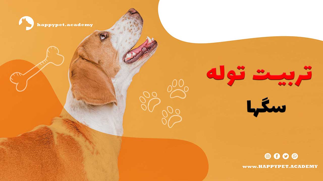 راهنمای-جامع-برای-موفقیت-در-تربیت-توله-سگ-ها