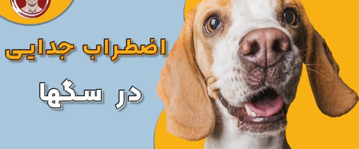 علل پیشگیری و نحوه توقف اضطراب جدایی سگ