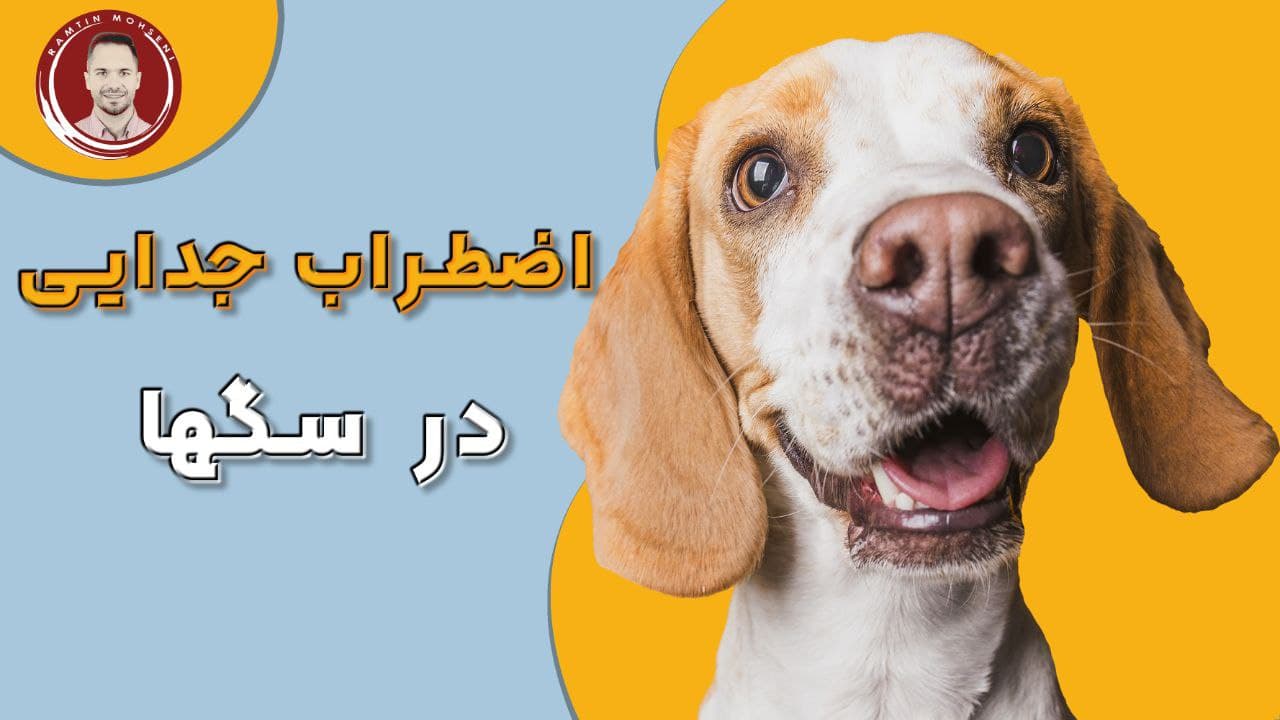 پیشگیری و نحوه توقف اضطراب جدایی سگ 1 علل پیشگیری و نحوه توقف اضطراب جدایی سگ