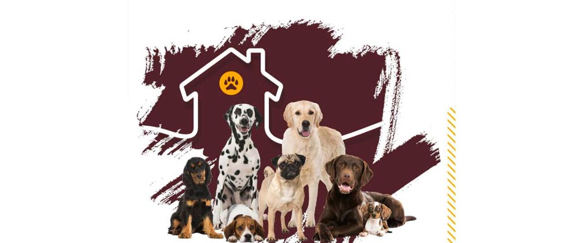 نگهداری-سگ؛-چگونه-از-سگ-مراقبت-کنیم؟