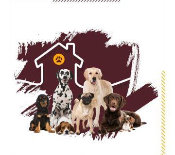 نگهداری-سگ؛-چگونه-از-سگ-مراقبت-کنیم؟