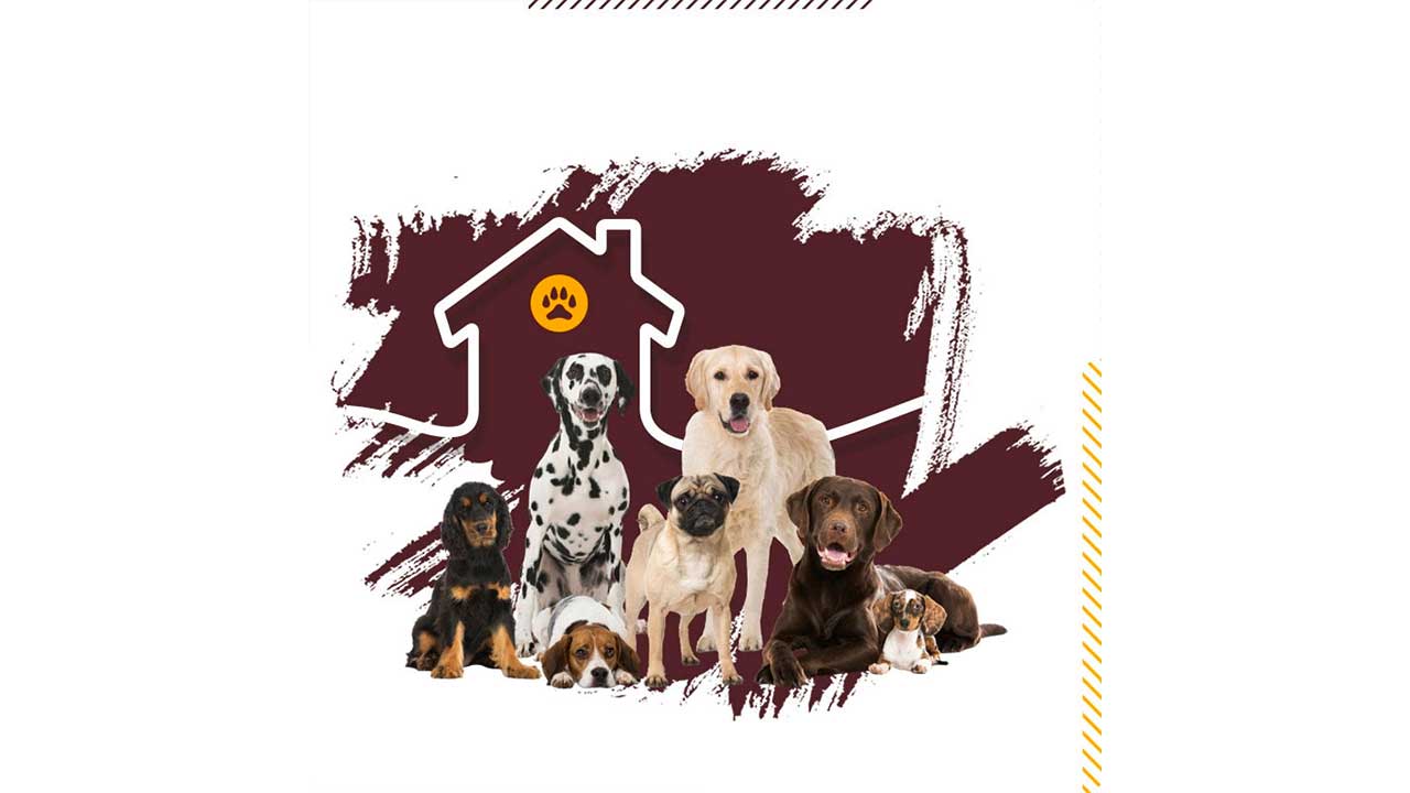 نگهداری-سگ؛-چگونه-از-سگ-مراقبت-کنیم؟