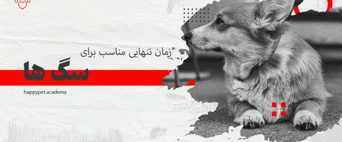 زمان-تنهایی-برای-سگ-ها