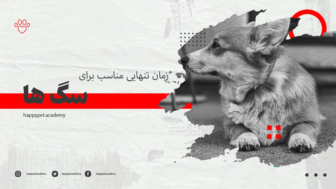 زمان تنهایی برای سگ ها 1 زمان-تنهایی-برای-سگ-ها