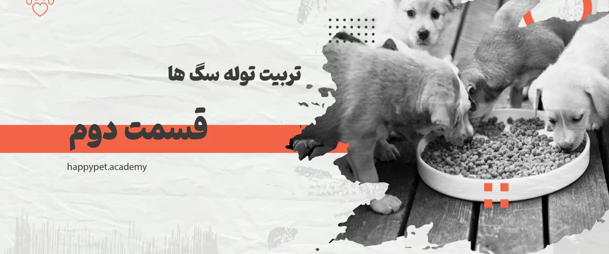 تربیت-توله سگ-