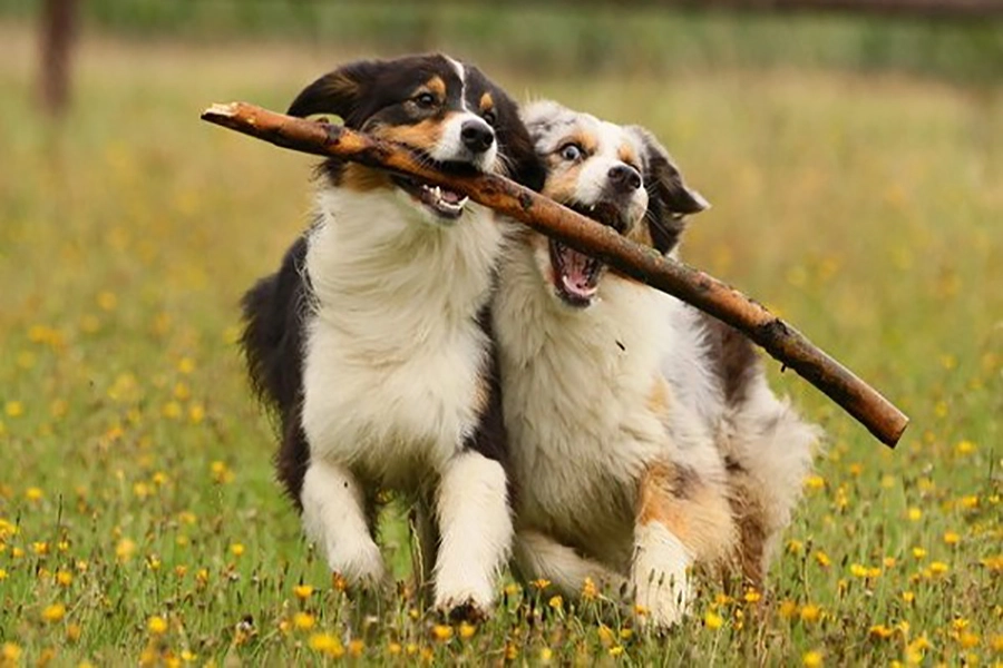 تربیت-توله-سگ