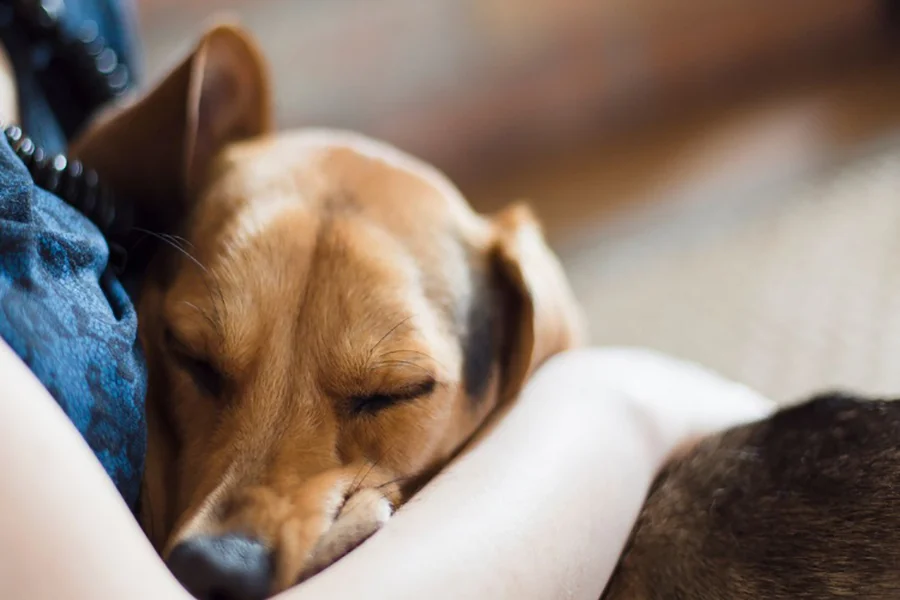 خوابیدن-همراه-با-سگ-ها