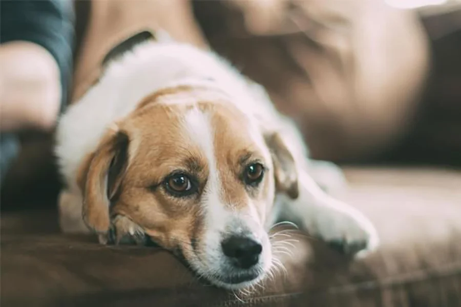 خوابیدن-همراه-با-سگ-ها