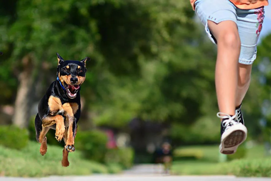 علت-دنبال-کردن-سگ