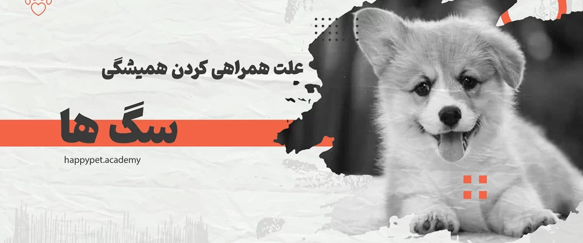 دنبال-کردن-سگ