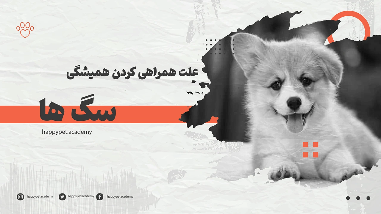 دنبال-کردن-سگ