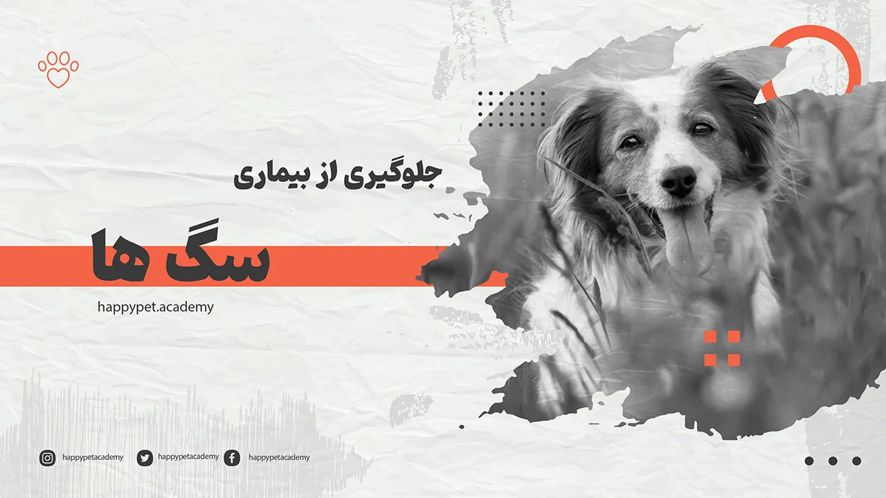 مراقبت-از-سگ