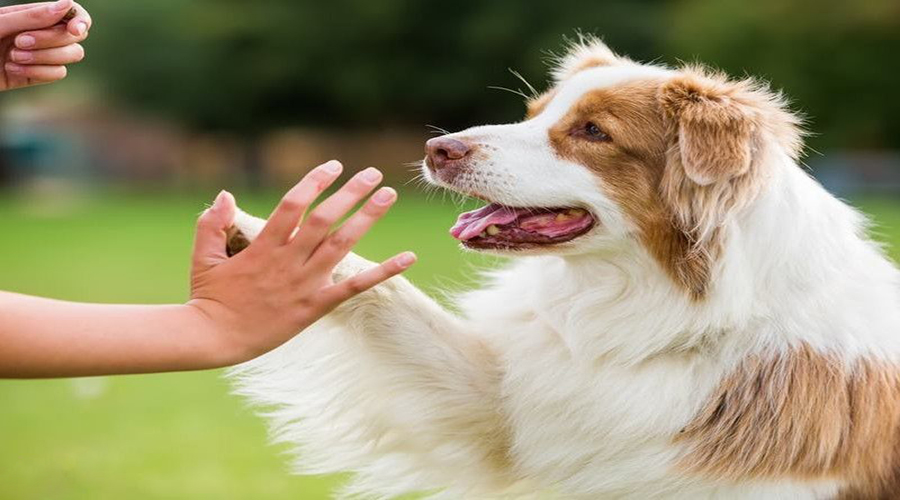 نقش سگ خانگی