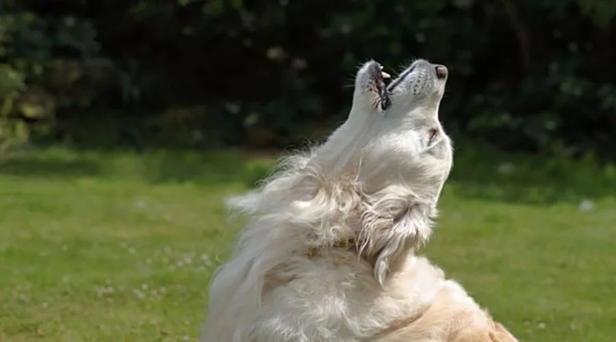 زوزه-کشیدن-سگ