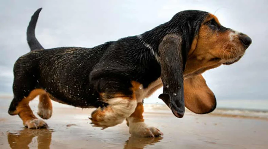 علت-لنگیدن-سگ-ها