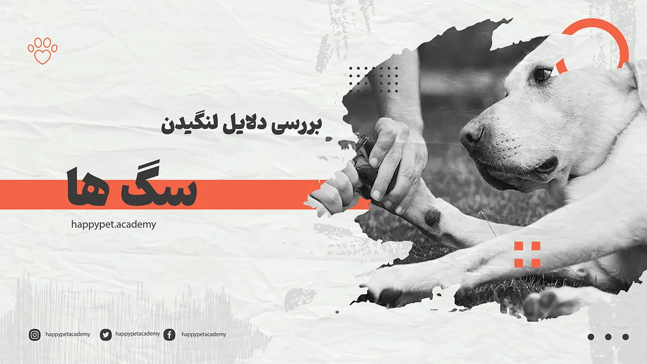 علت-لنگیدن-سگ-ها