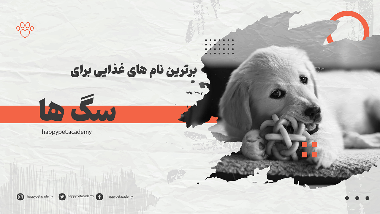 نام-غذاها-برای-سگ