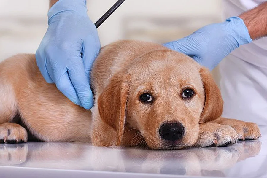 آیا سگ ها می توانند زبان های مختلف را بفهمند؟ 3 گفنگو-با-سگ-ها