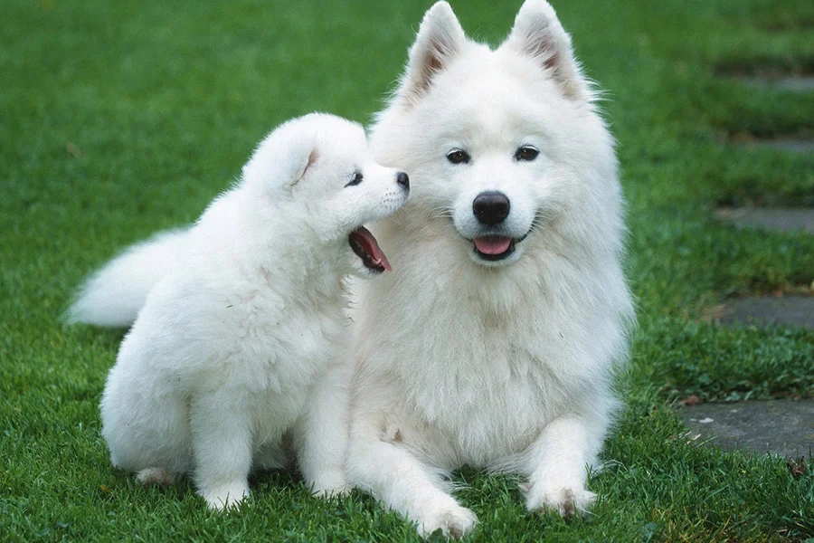 آیا سگ ها می توانند زبان های مختلف را بفهمند؟ 2 گفنگو-با-سگ-ها