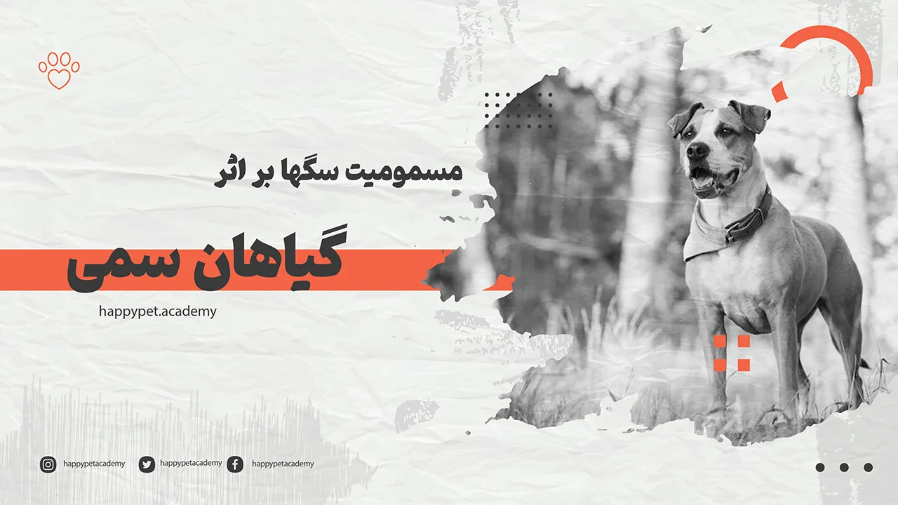 گیاهان-سمی-برای-سگها