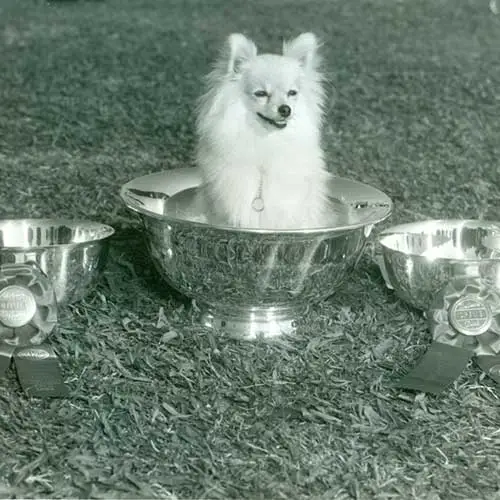 نژاد سگ پامرانین 6 Pomeranian-History