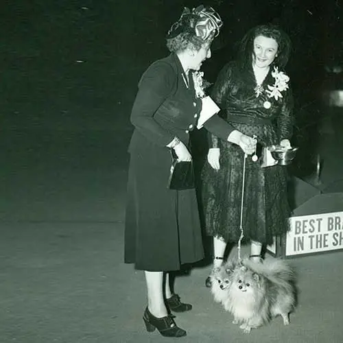 نژاد سگ پامرانین 8 Pomeranian-History