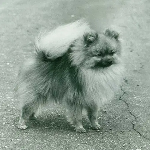 نژاد سگ پامرانین 9 Pomeranian-History