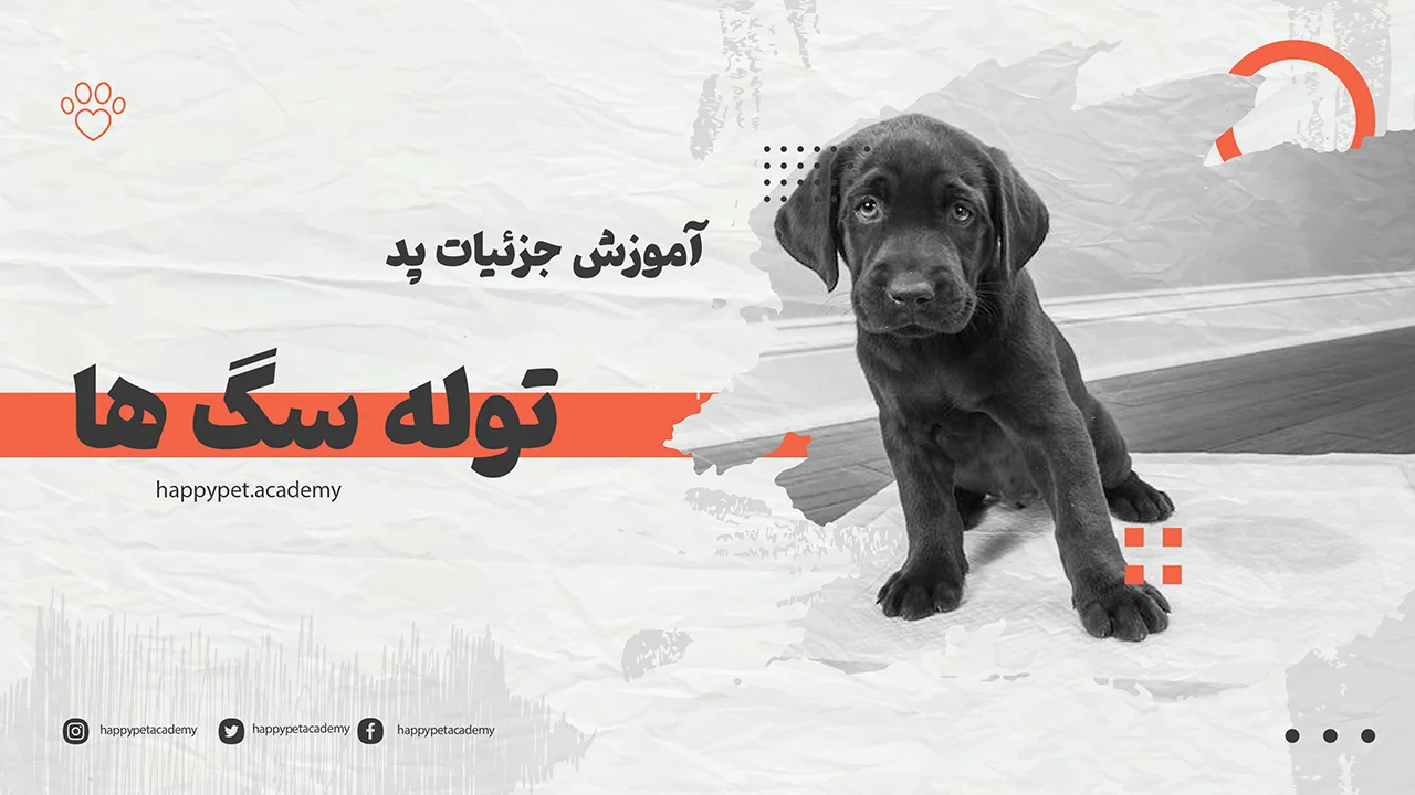 آموزش-پد-سگ