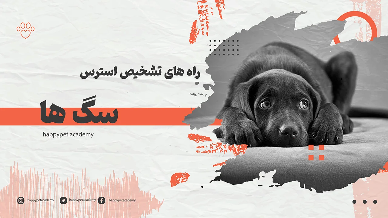 تشخیص-استرس-سگ