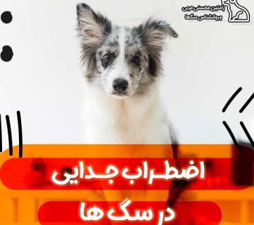دوره آموزشی رفع اضطراب جدایی در سگ ها
