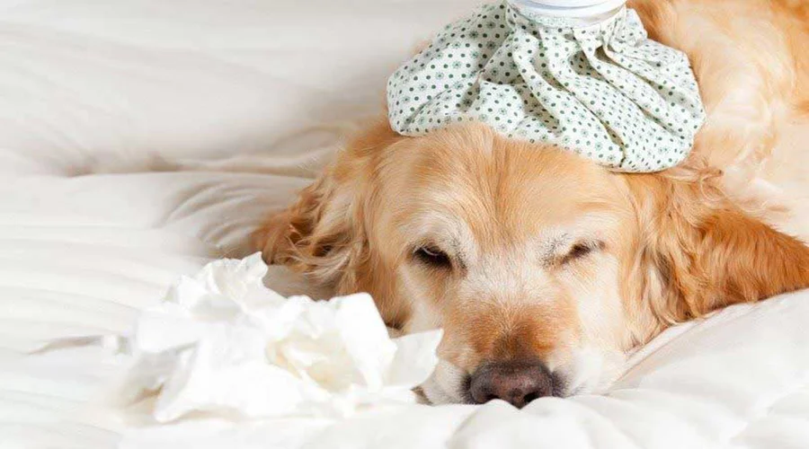 نکاتی در مورد سرماخوردگی سگ ها 2 سرماخوردگی-سگ-ها