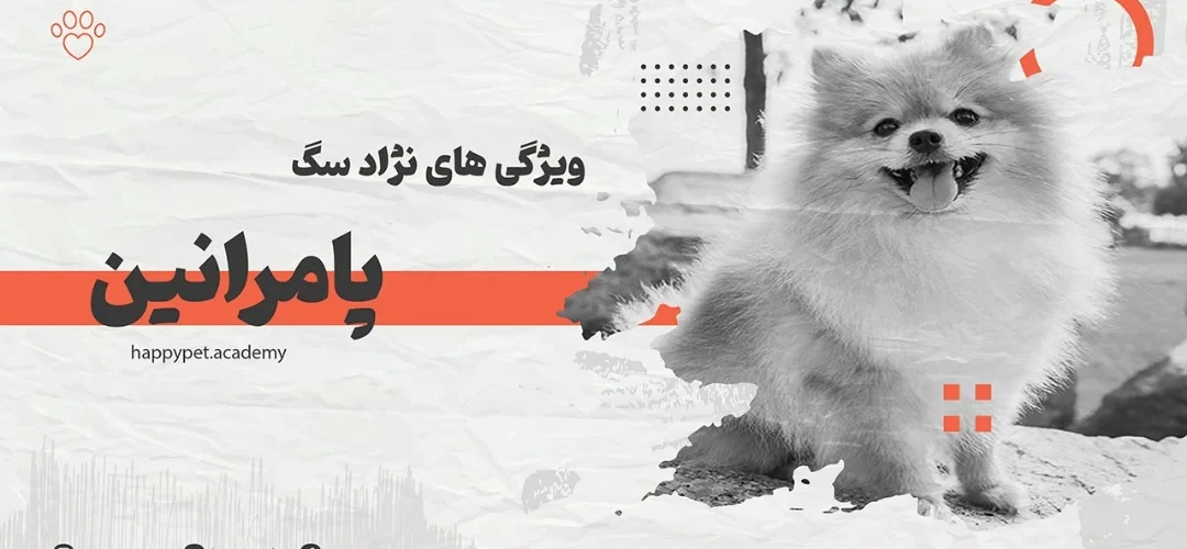 صفات-و-خصوصیات-نژاد-سگ-پامرانین