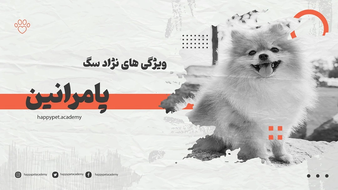 نژاد سگ پامرانین 1 صفات-و-خصوصیات-نژاد-سگ-پامرانین