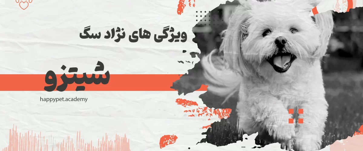 نژاد-سگ-شیتزو